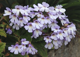 Haberlea rhodopensis - 8cm pot 